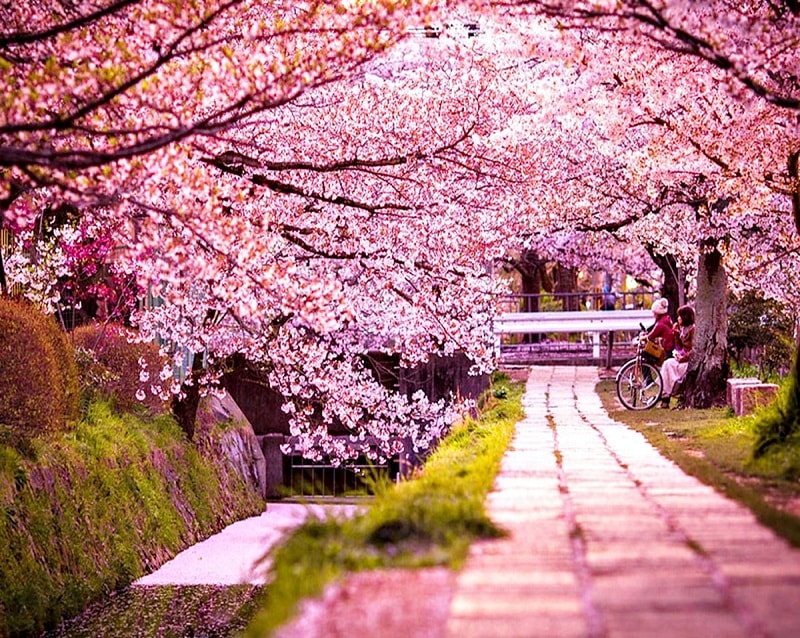 Tour du lịch mùa hoa anh đào Nhật Bản 6 ngày 5 đêm